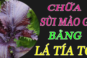 Chữa sùi mào gà bằng lá tía tô hiệu quả hay không?